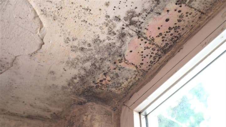 How Long Does it Take for Mold to Grow?