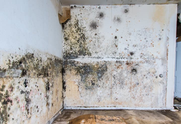 Black Mold vs. Mildew: How to Tell the Difference