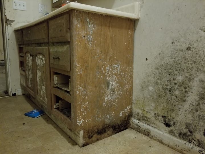 Your Belongings and Mold Damage