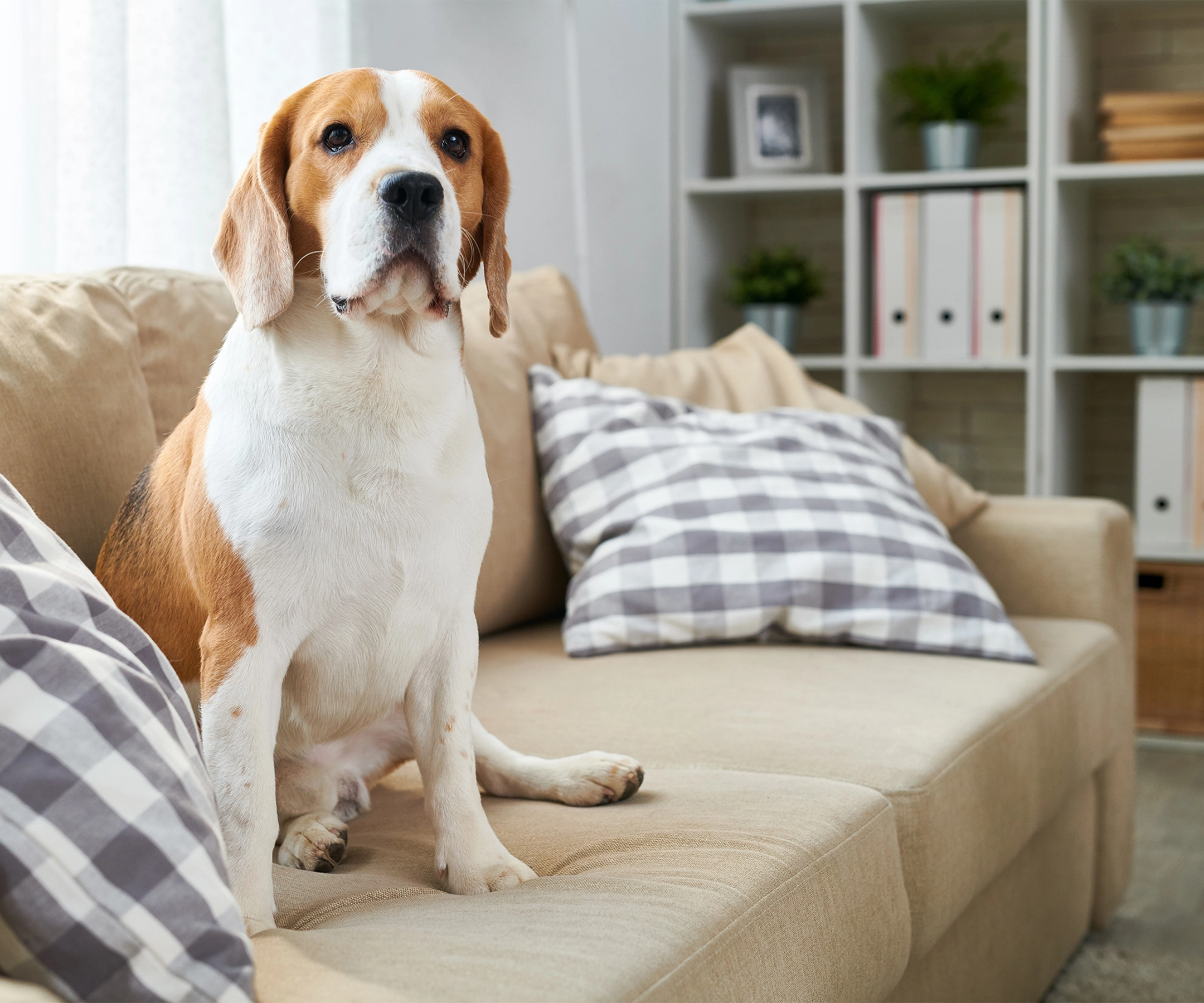 Dog sitting on couch in living room