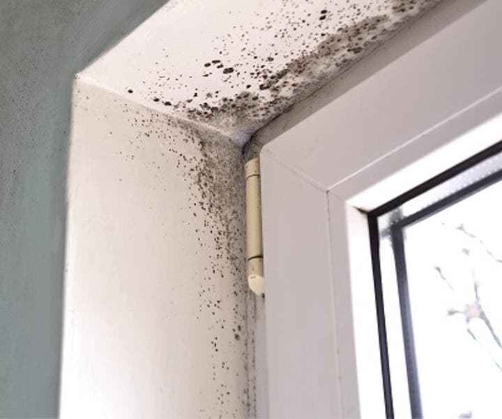 Black mold can be seen growing on the inside of a window. If you find mold, call SERVPRO for information about our mold abatement and mold remediation services.