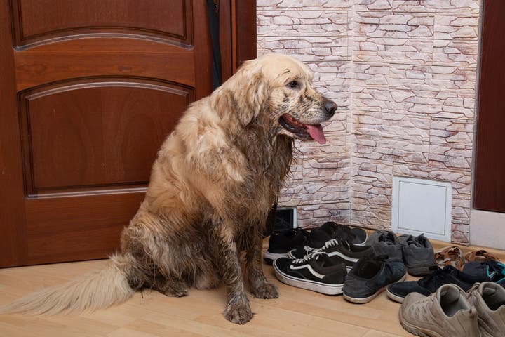 Malibu residential odor cleaning services